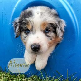 Monroe - The Starlet - Blue merle female Australian Shepherd puppy in Pittsville, Wisconsin from Match Dot Pup