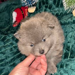 Mickey - Blue sable male Pomeranian puppy in Zavalla, Texas from Precious Puff Poms