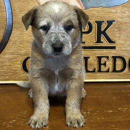 Litter 61-04 - Red speckled male Australian Cattle Dog puppy in Sheridan, Oregon from 6pk Cattledogs