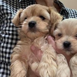 Havanese Puppies from Lúdico Havanese