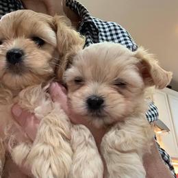 Havanese Puppies from Lúdico Havanese
