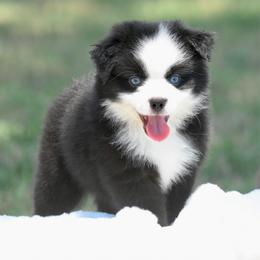 Tide - Black & white male Miniature Australian Shepherd puppy in Chickasha, Oklahoma from Rustic Lace