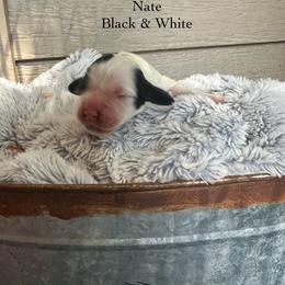 Nate - Black and white male English Springer Spaniel puppy in Springfield, South Carolina from Sweet Southern Spaniels