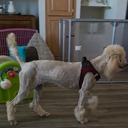 Marlee's Mystic Sunflower - Cream female Poodle puppy in Wittmann, Arizona from Marlees Puppies 1