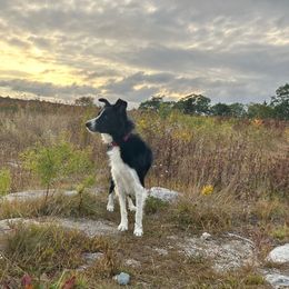 Kenzie - Border Collie