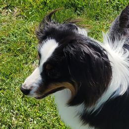 Australian Shepherd All Grown Up from CTC Aussies