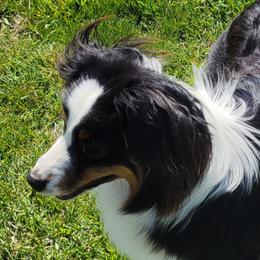 Australian Shepherd All Grown Up from CTC Aussies