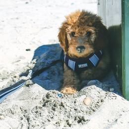 Goldendoodle All Grown Up from Vandenbark Doodles