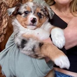 Butterfinger - Blue merle male Toy Australian Shepherd puppy in Tonasket, Washington from V5 Aussies