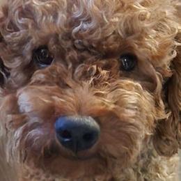 Bo - Goldendoodle