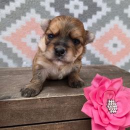 Liberty - Gold female Morkie puppy in Monticello, Iowa from Ashley’s Puppies
