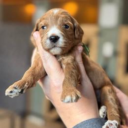 Flint - Red  male Goldendoodle puppy in Wharton, Texas from Little Fur Friends