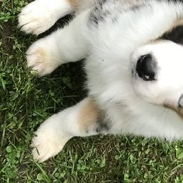 Australian Shepherds from Roscommon Australian Shepherds