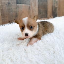 Wrangler - Red and white male American Corgi puppy in Solon Springs, Wisconsin from Werpstead Shorties