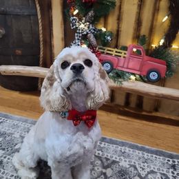 Cocker Spaniel All Grown Up from Livengood Cockers