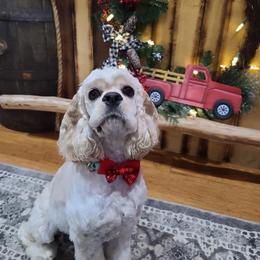 Cocker Spaniel All Grown Up from Livengood Cockers