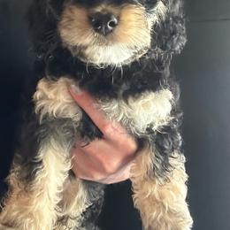 Brooke - Black and tan female Cockapoo puppy in Goshen, Ohio from SMC Mastiffs / Muddy Boots Cocker Spaniels and Cockapoos