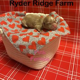 Pink - Red female Cavapoo puppy in White Sulphur Springs, West Virginia from Ryder Ridge Farm
