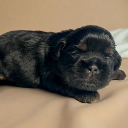 AKC-Rocky - Black male Shih Tzu puppy in Mooresville, North Carolina from Juji Shih Tzu