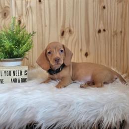 AKC Meet Gil :) - Red male Dachshund puppy in Centerville, Iowa from Barnyard Dachshunds, Dals & Doodles