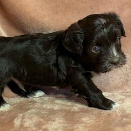 Brownie - Chocolate male Havanese puppy in Maryville, Missouri from Dreamworks Havanese