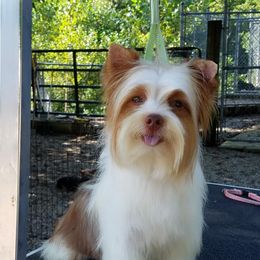 Hazel  - Yorkshire Terrier