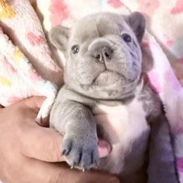 Mr Smith - Blue male French Bulldog puppy in Deer Park, Texas from Lots of Ropes French Bulldogs