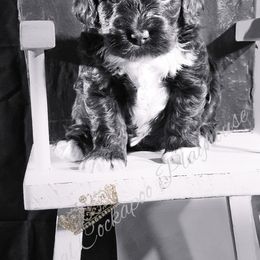 Cockapoo Puppies from Royal Cockapoo Playhouse
