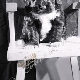 Cockapoo Puppies from Royal Cockapoo Playhouse