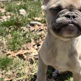 Sam - Fawn and white male French Bulldog puppy in Enfield, Connecticut from AVM Frenchies