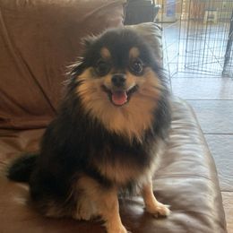 Layla - Pomeranian