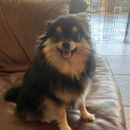Layla - Pomeranian