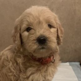 Goldendoodles from Divine Goldendoodles