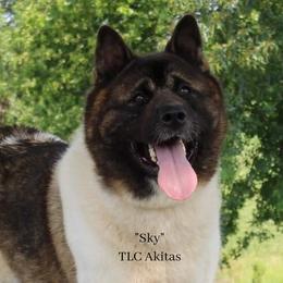 Sky - Akita