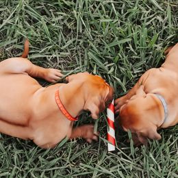 Rhodesian Ridgeback Puppies from Raven’s Ridgeback