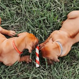 Rhodesian Ridgeback Puppies from Raven’s Ridgeback