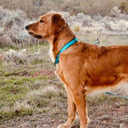 Sybil - Golden Retriever