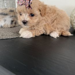 Boy 5 - male Maltipoo puppy in Fredericktown, Missouri from Doodle Pups Fur-Ever