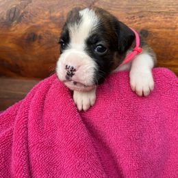 Boxer Puppies from Upstream Kennels