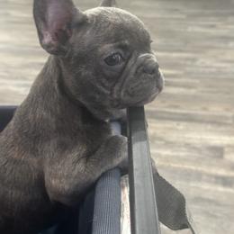 Girl 4 - Brindle female French Bulldog puppy in Augusta, Georgia from Mo3_Frenchies