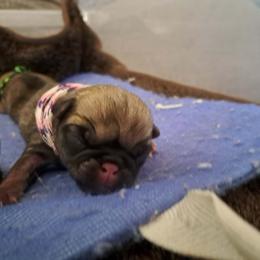 Pink n white - Fawn female Pug puppy in Tacoma, Washington from Glamour pugs