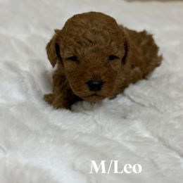 Leo - Red  male Goldendoodle puppy in Graham, North Carolina from Geise Meadow Doodles