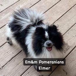 Elmer - Pomeranian