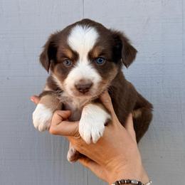 Tackle - Red tri female Miniature Australian Shepherd puppy in Lakeport, California from Akins Aussies/Wild Rose Ranch