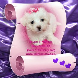 Ginger - White female Maltese puppy in Silverhill, Alabama from Malteseuluv’s Tiny Treasurers