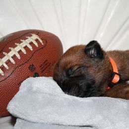Belgian Malinois Puppies from Pyrex Kennels