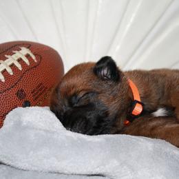 Belgian Malinois Puppies from Pyrex Kennels