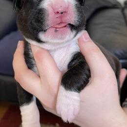Boxer Puppies from Boxers Von Drachenburg
