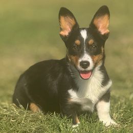 Mitzi - Black and tan female American Corgi puppy in East Oakdale, California from Rhettro Kennels