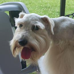 Teddy - Miniature Schnauzer